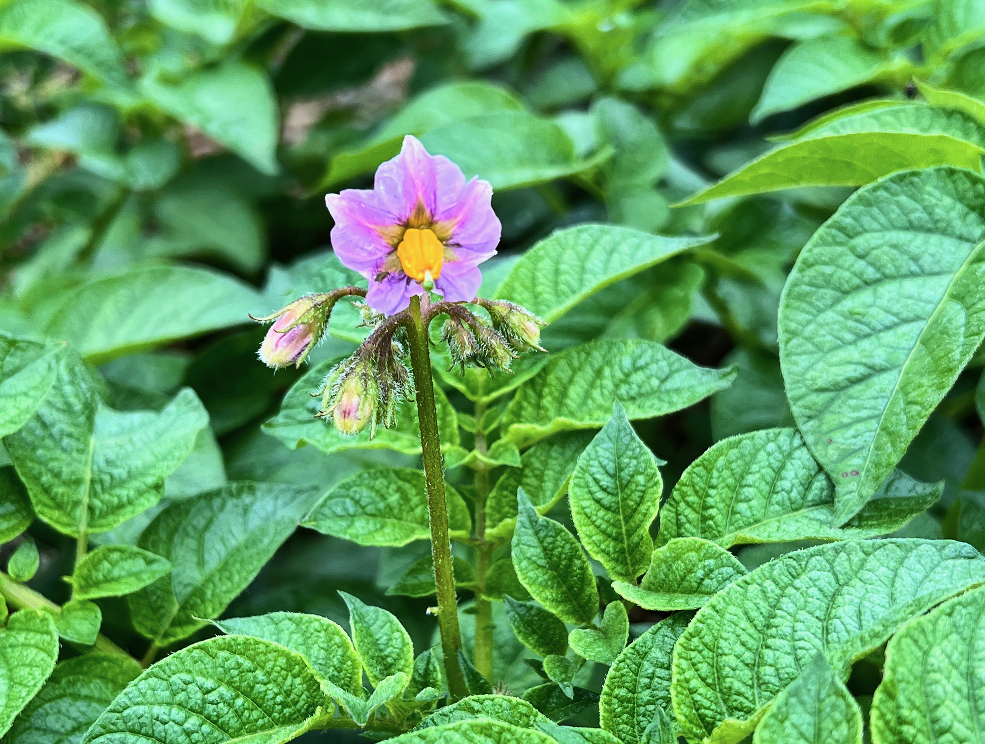 じゃがいもの花