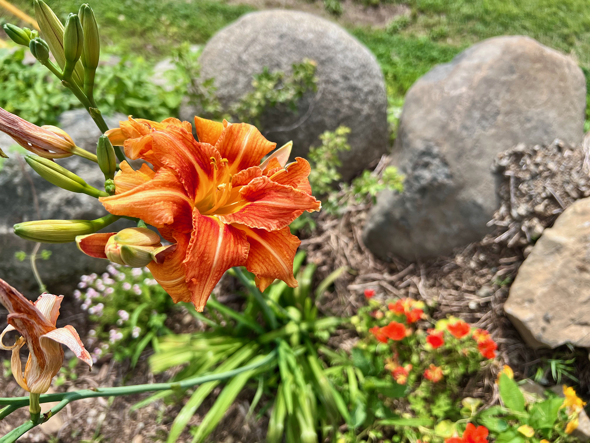 ワスレグサ（忘れ草）：ヤブカンゾウ（藪萱草）