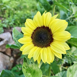 レモン色のひまわり