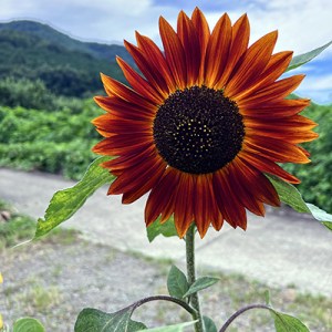 褐色の大輪のひまわり