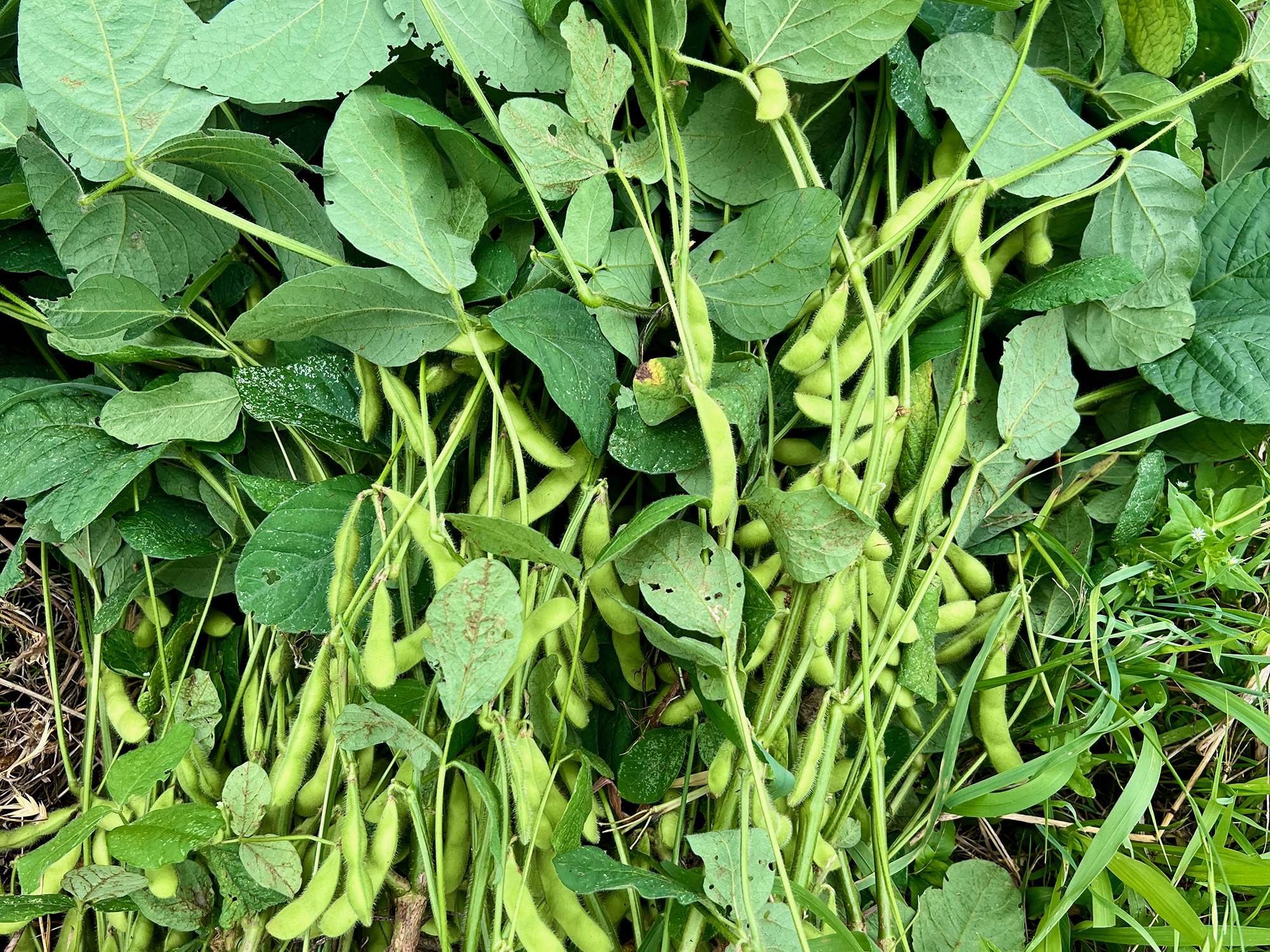 枝豆（えだまめ）の写真