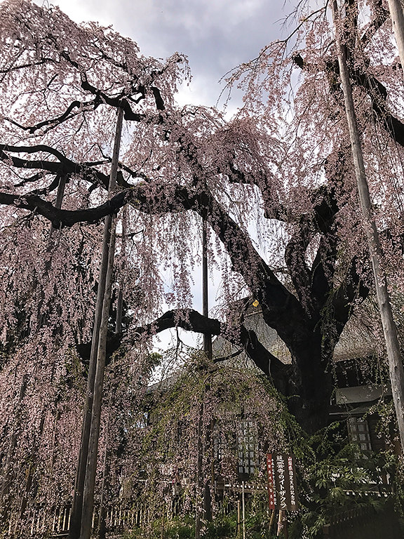 2017年、桜の花が満開の大きな枝垂れ桜の木と、その周囲の建物を捉えた風景