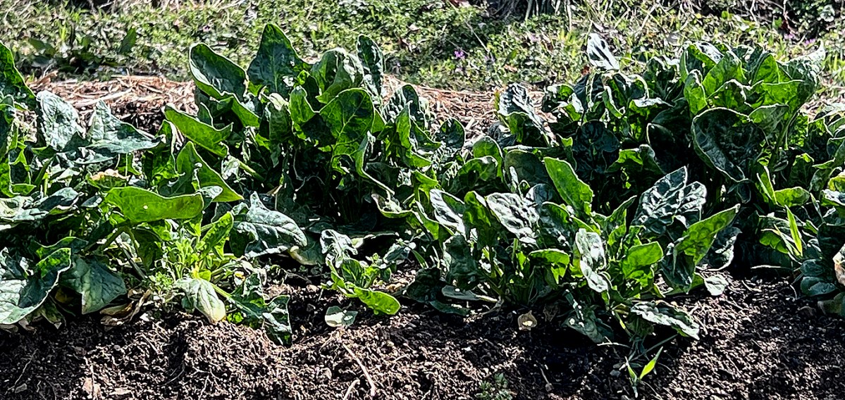 日本ほうれん草-畑の様子