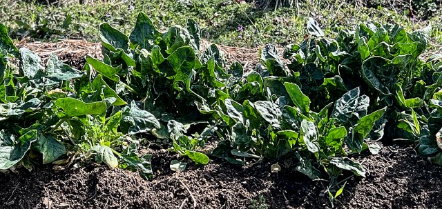 日本ほうれん草-畑の様子
