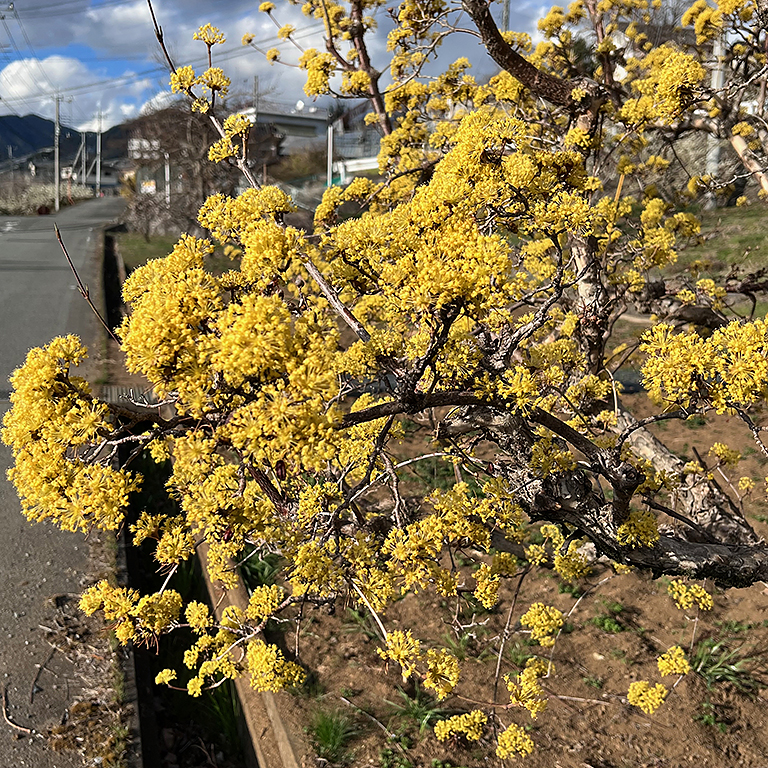 サンシュユの花