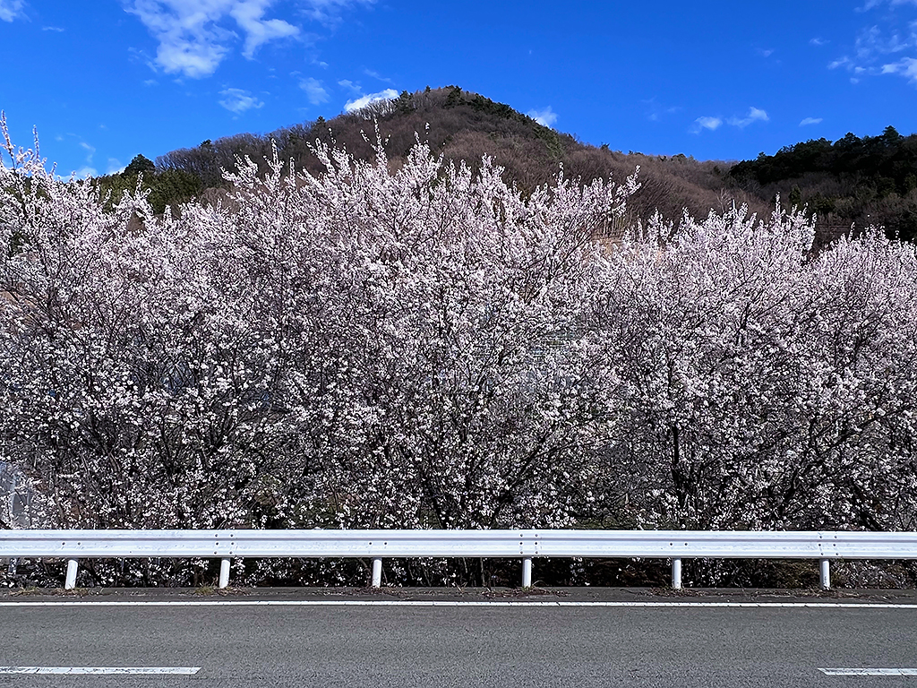フルーツラインの桜
