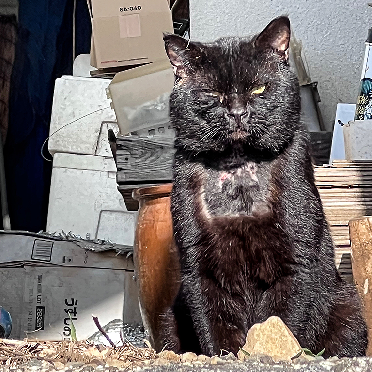 ボス猫？