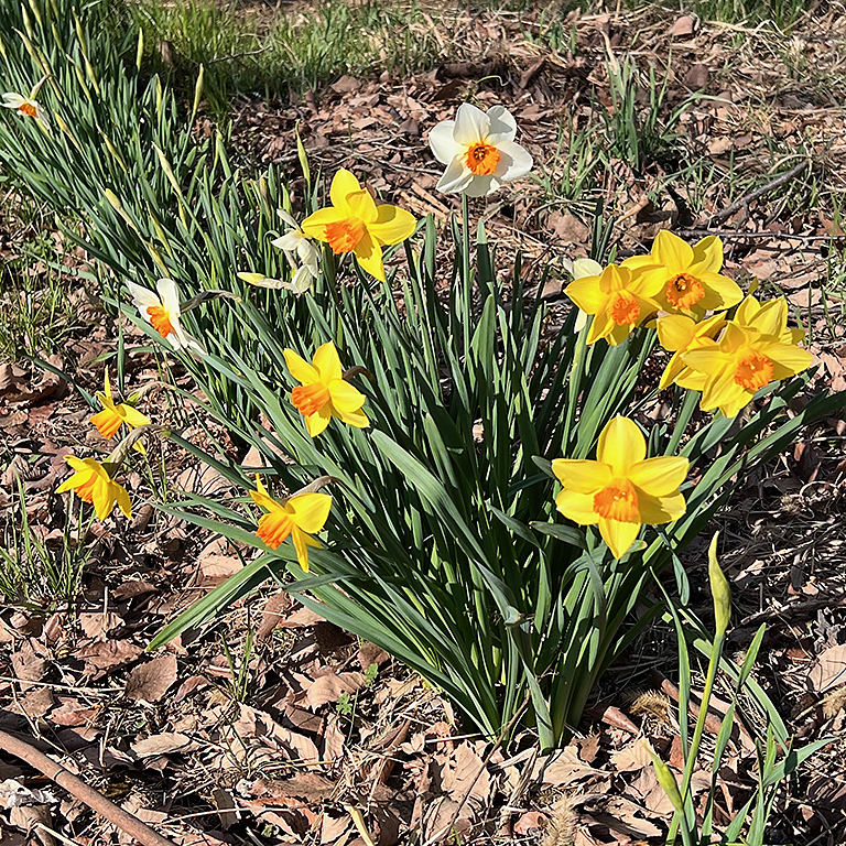 スイセンの花
