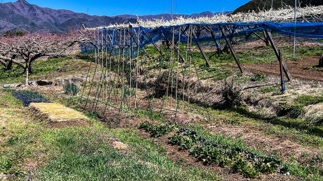 3月の「上の畑」