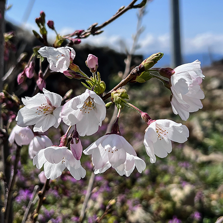白い桜の花が咲いている様子