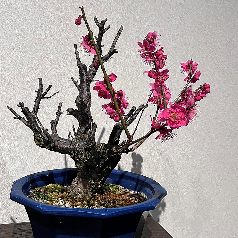 鉢植えの梅の木、鮮やかなピンクの花が咲いている。