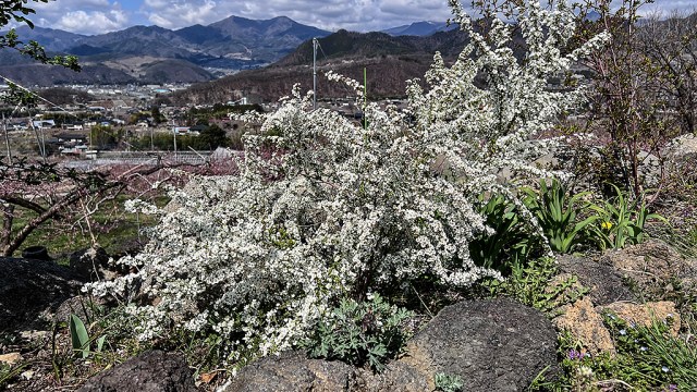 満開のユキヤナギ