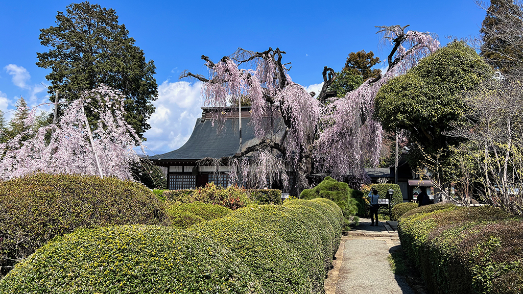 慈雲寺のイトザクラ