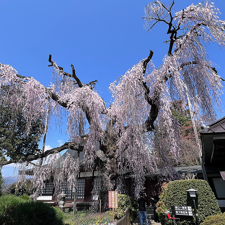 2026年、慈雲寺のしだれ桜と青空を背景にした風景。