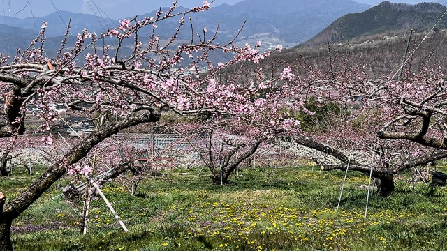 桃の畑とたんぽぽ