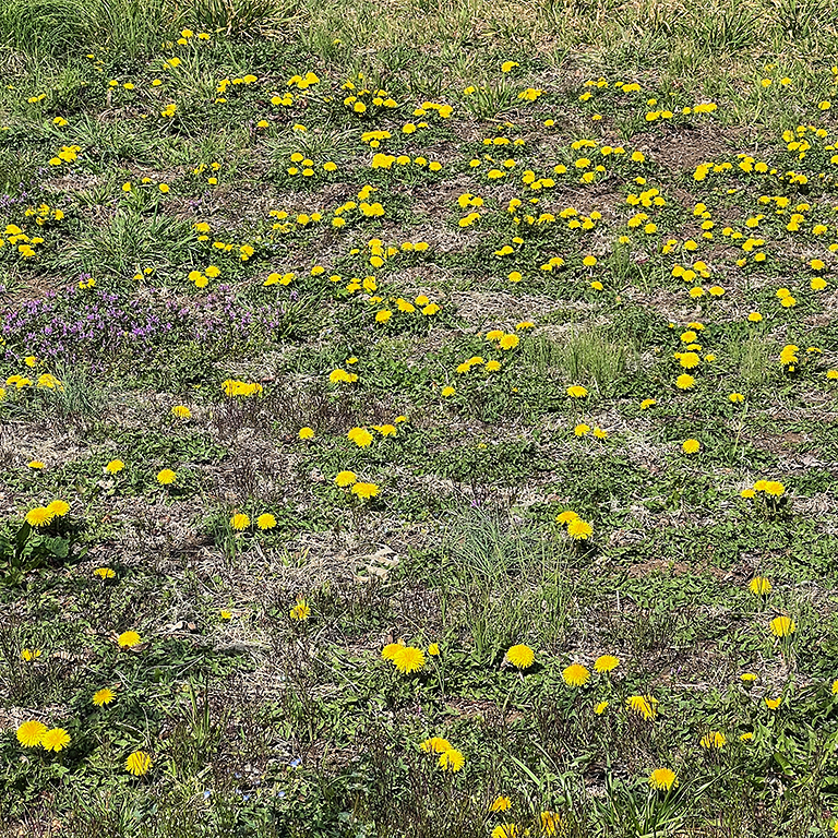 黄色いタンポポが咲く緑の草地