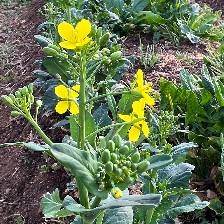 黄色い花を咲かせた小松菜と花芽