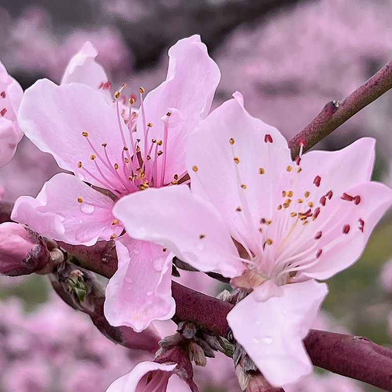 雨に濡れる桃の花のクローズアップ