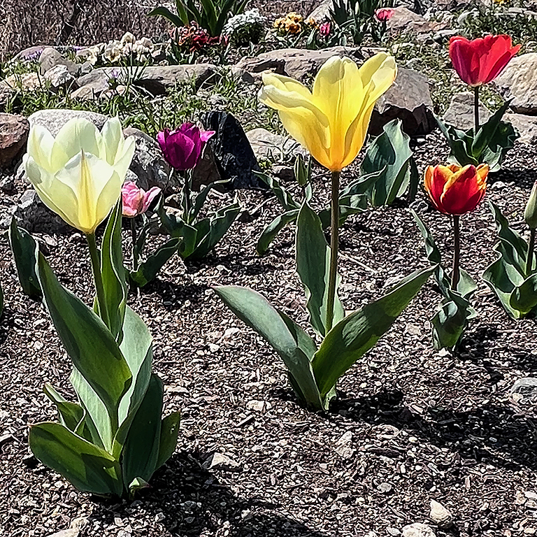 色とりどりのチューリップが咲いている花壇の写真。白、黄色、ピンク、赤の花が見える。