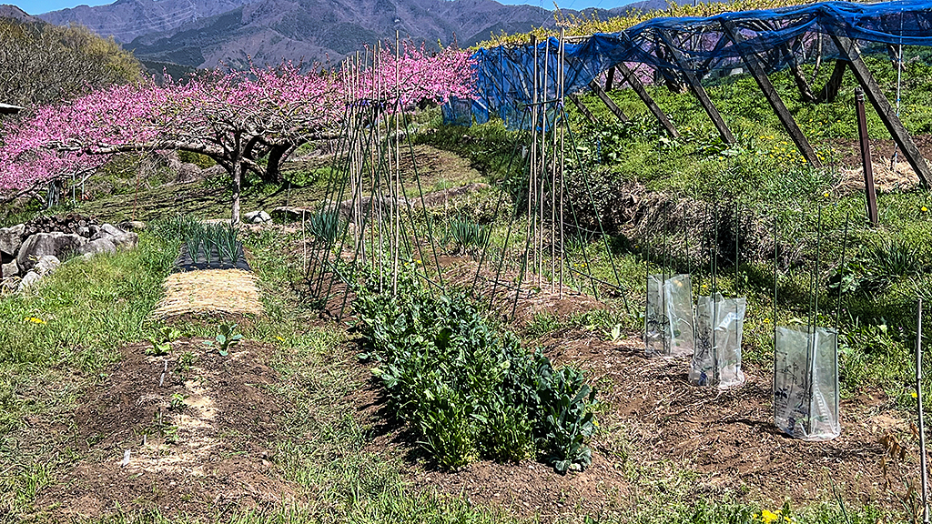 「上の畑」全景。奥にはお隣の桃畑。右上は、お隣のスモモとブドウ畑。