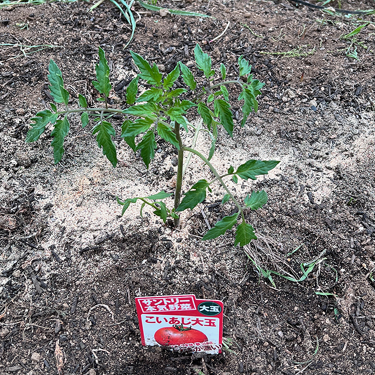植えられた大玉トマトの苗