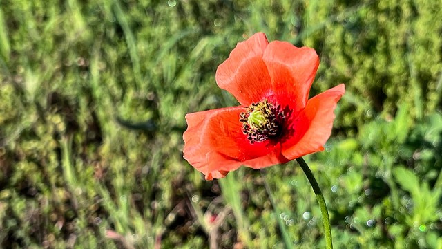 ナガミヒナゲシの花