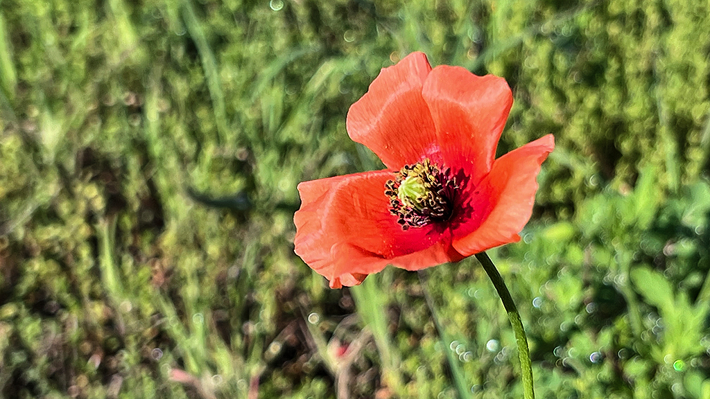 ナガミヒナゲシの花