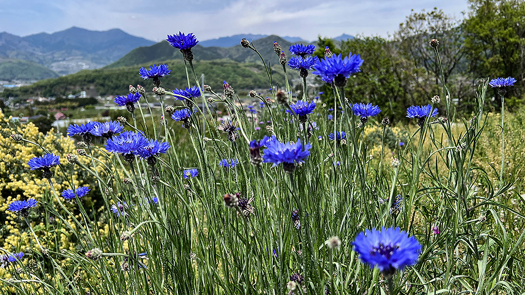 わが家のヤグルマギク