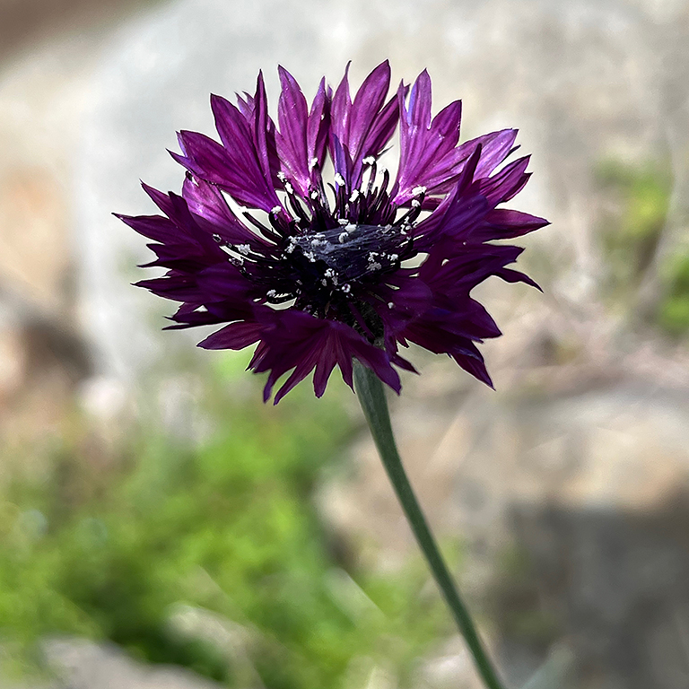 鮮やかな紫色の花が一本の茎から咲いている様子を捉えた画像