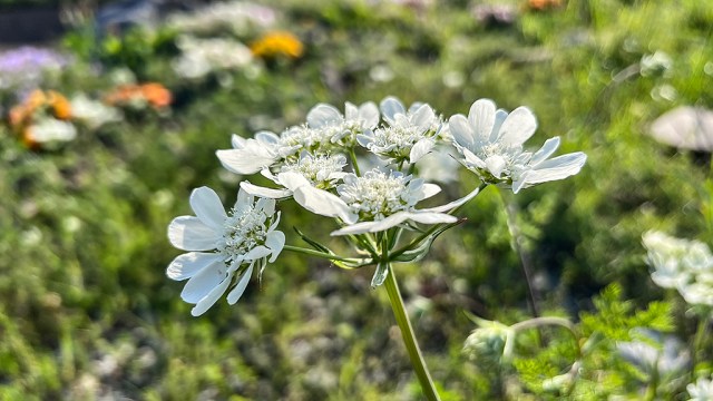 オルレア・ホワイトレースの花