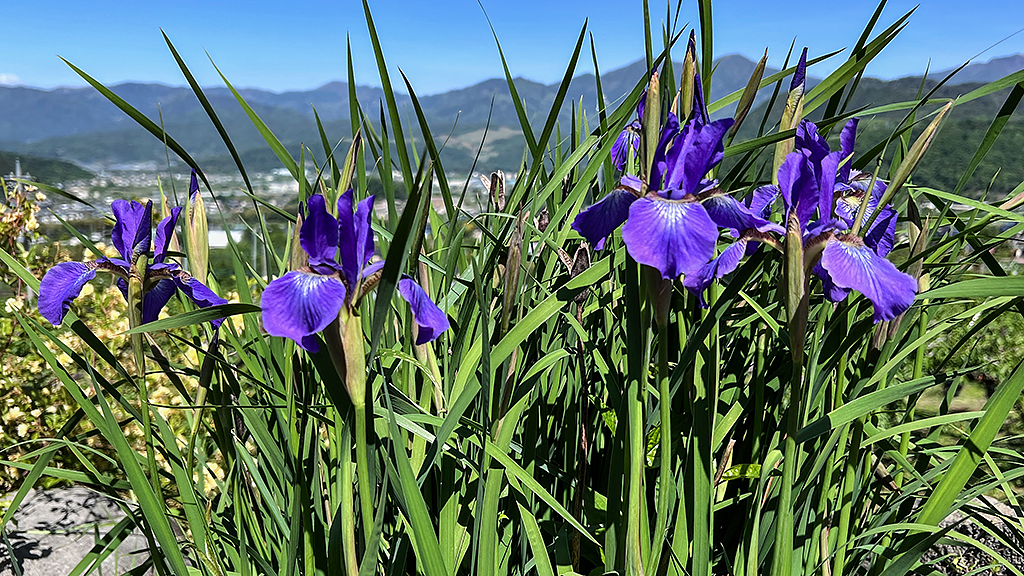 青紫色の花が咲いている植物のクローズアップ、背景には山々と青空が広がっています。