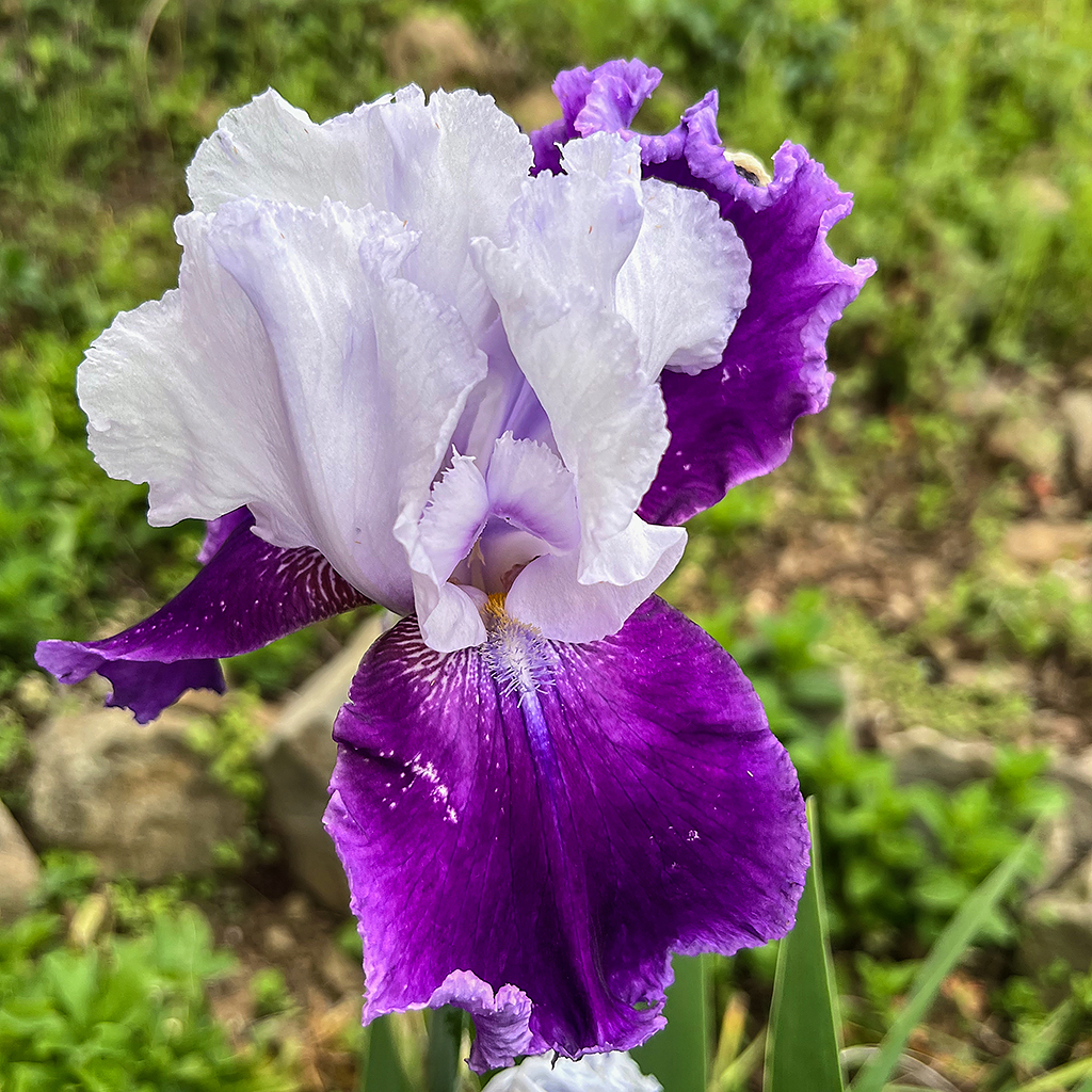 紫と白の美しいアヤメの花。
