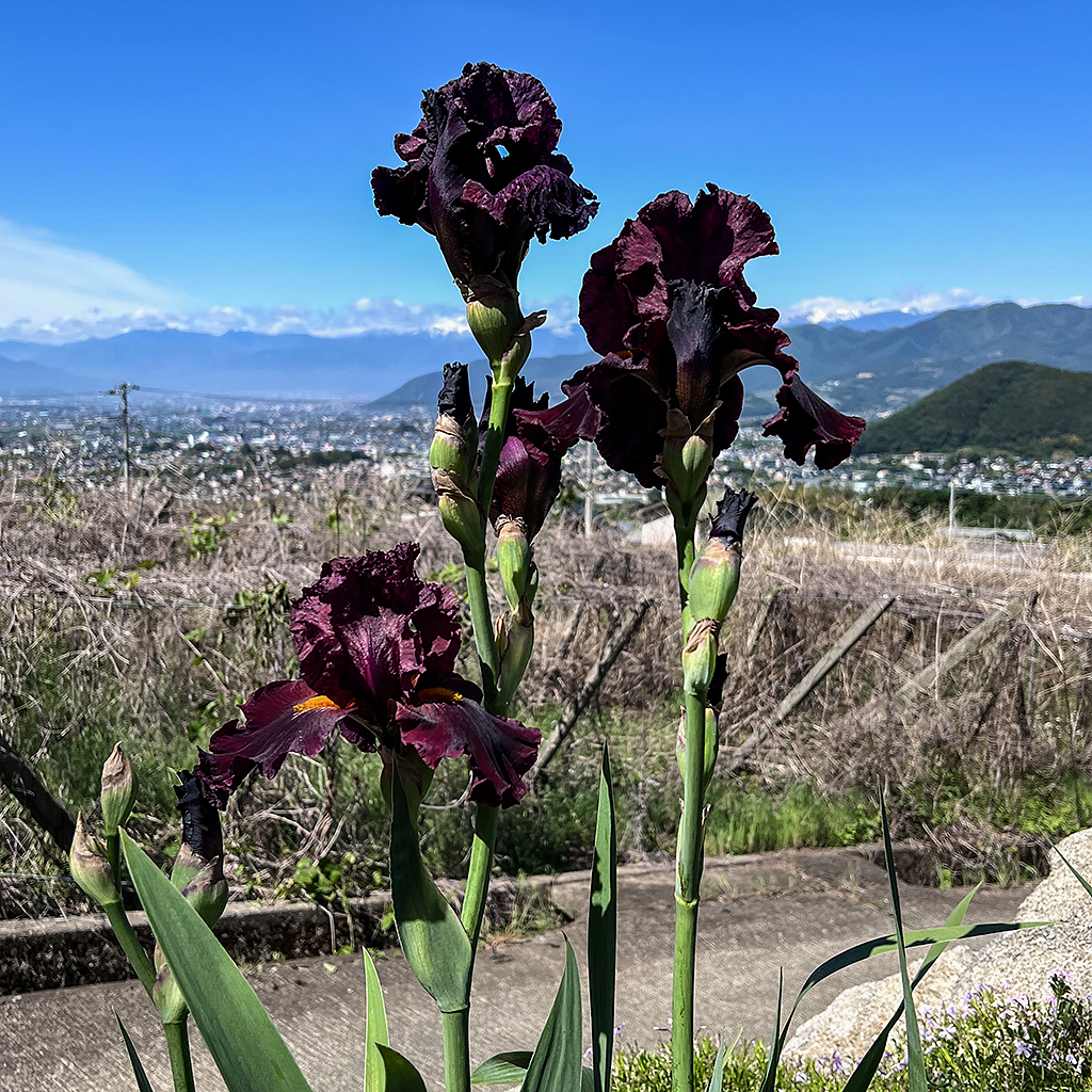 紫色のアイリスの花が咲いている風景。背景には山々と青空が広がっている。