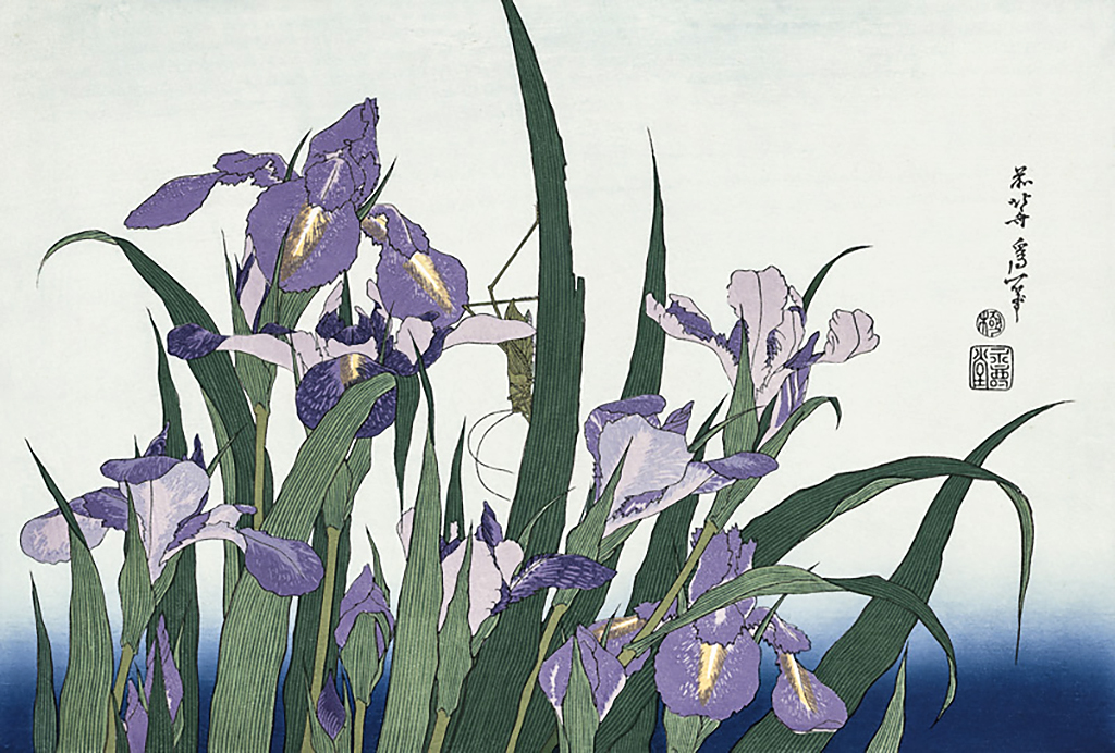 紫色の花が咲いているアヤメの群れとその葉が描かれた浮世絵