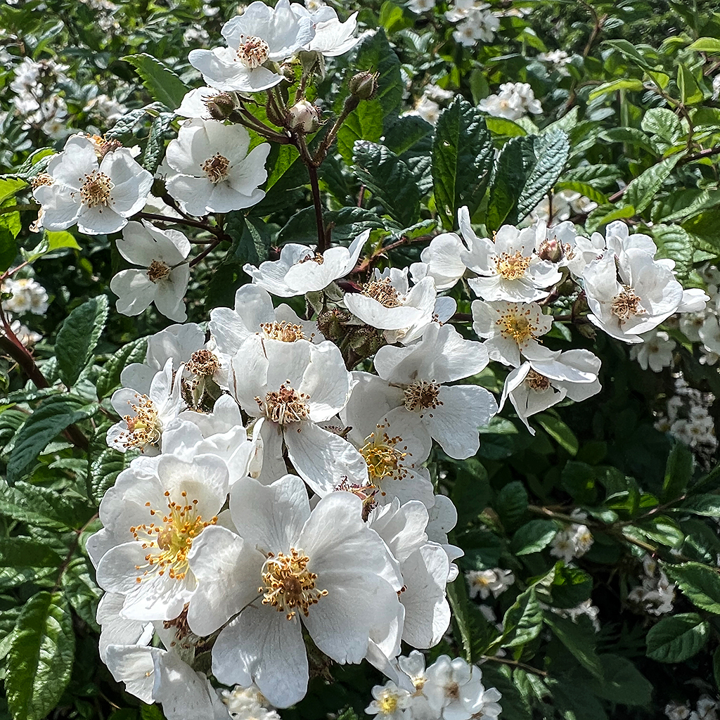 白い野薔薇の花のクローズアップ