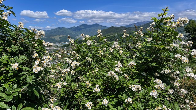わが家の野ばら