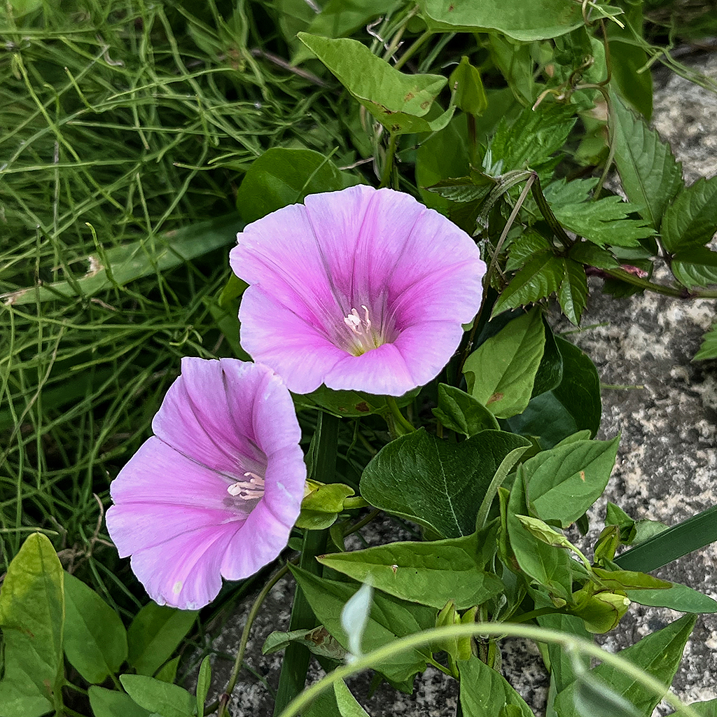 緑の葉に囲まれた二つのピンクの花